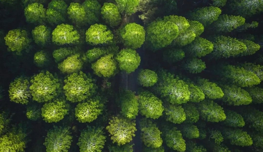 胜游官网“树”度 | 践行绿色发展理念，厚植生态文明新底色